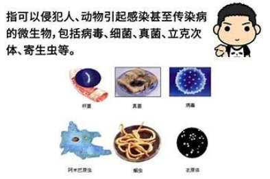 说明: 病原微生物 的图像结果